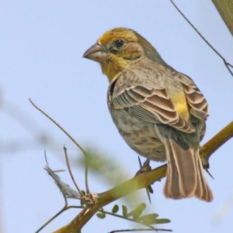 Sun Devil Scientists Studying City Sleep and Stress in Songbirds