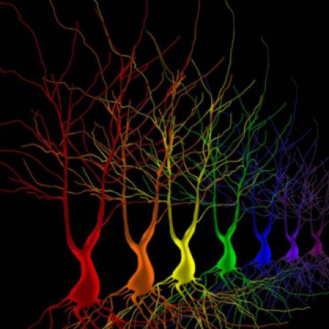 Chronic Stress and Cognitive Resilience